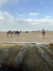 113: 2025_09_29_09_29_IMG_0932